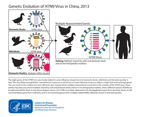 Genetic Evolution of H7N9 Virus in China, 2013